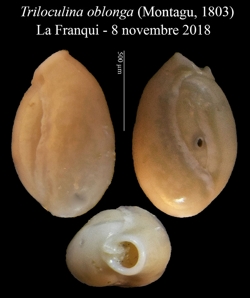 Triloculina oblonga #58242