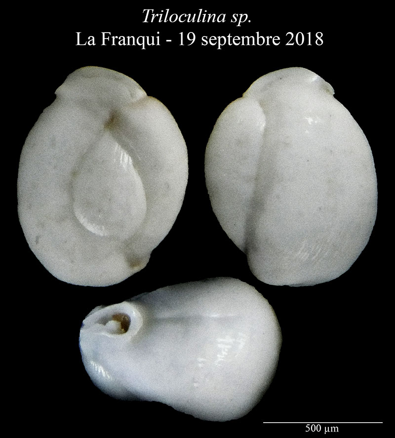 Triloculina sp #58241