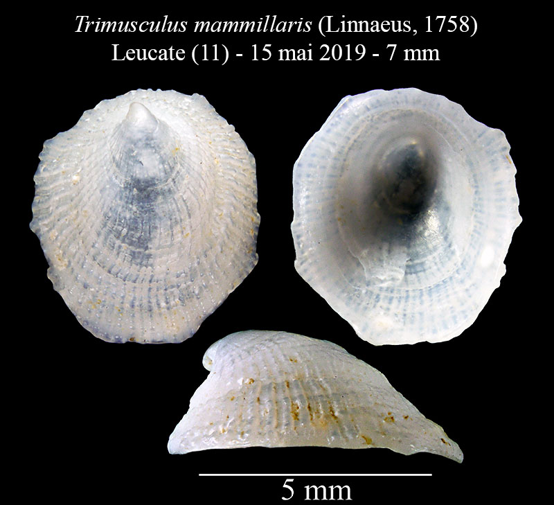 Trimusculus mammillaris #59639