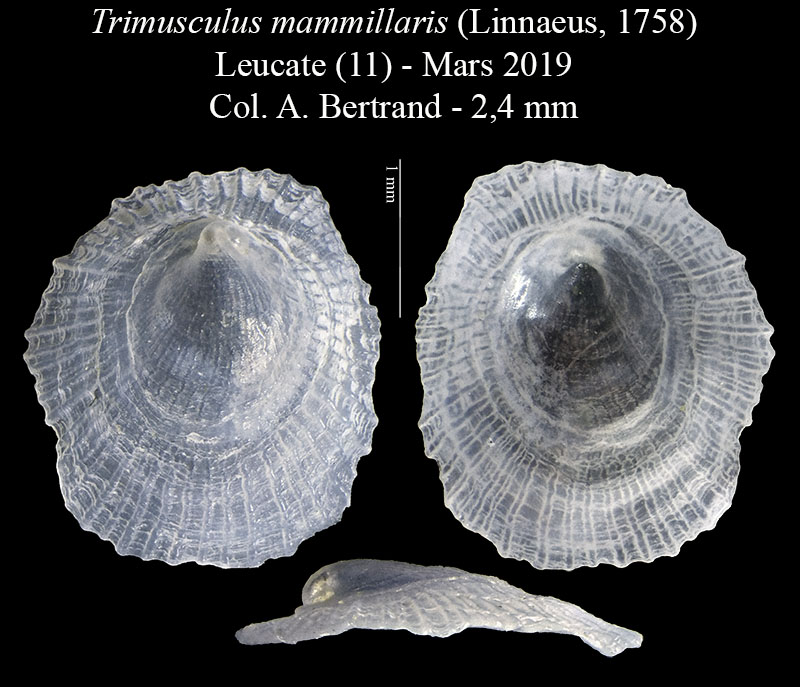 Trimusculus mammillaris #59585