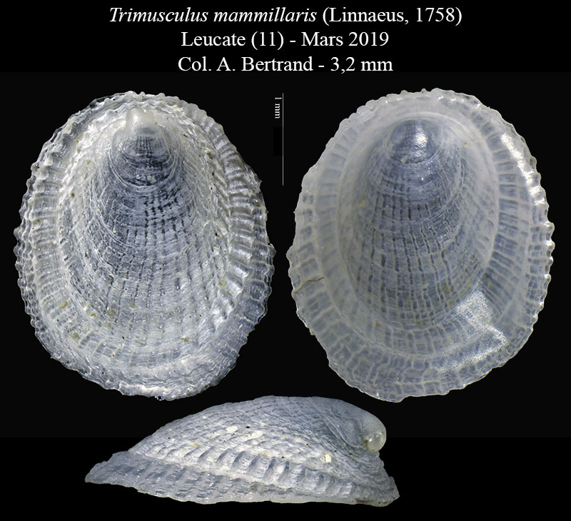Trimusculus mammillaris #59584