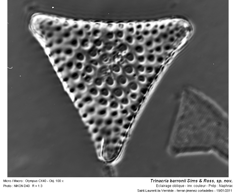 Trinacria barronii Sims & Ross, nov. sp. #20201