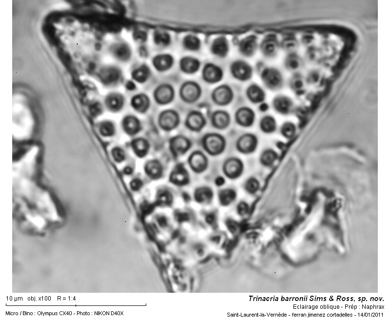 Trinacria barronii Sims & Ross, nov. sp. #20202