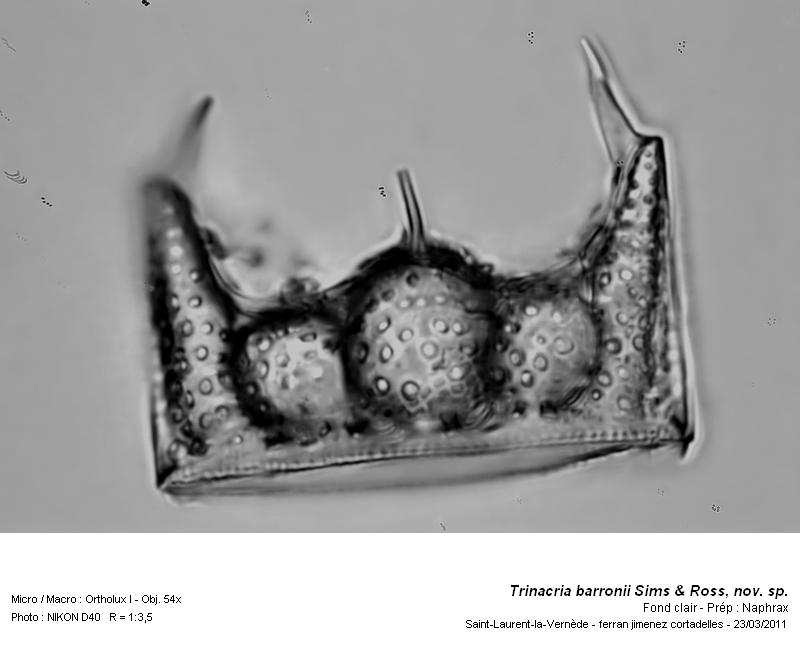 Trinacria barronii Sims & Ross, nov. sp. #21208