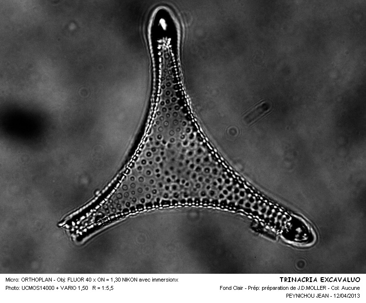 TRINACRIA EXCAVALUO #31427
