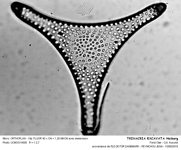 TRINACRIA EXCAVATA Heibereg #46490