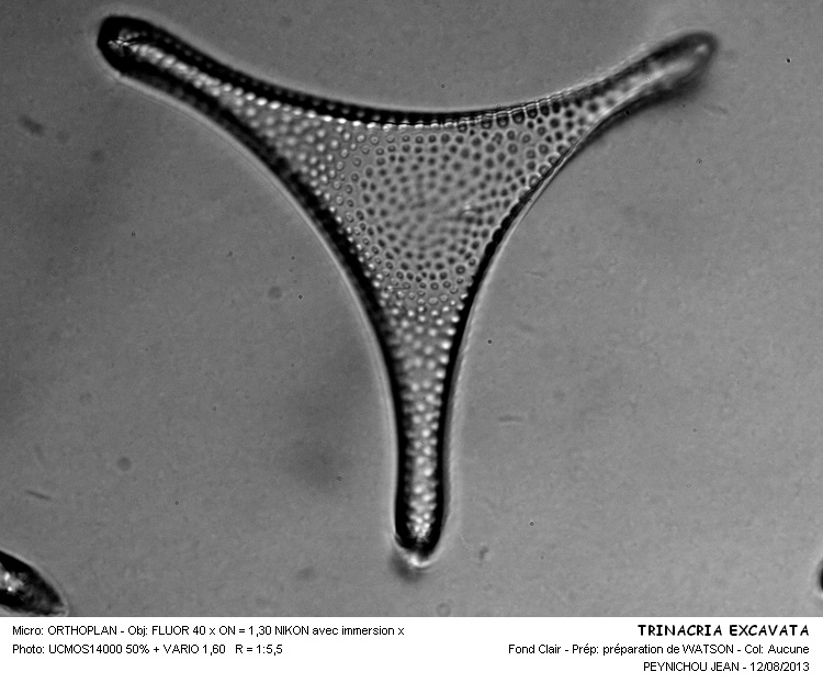 TRINACRIA EXCAVATA #33271