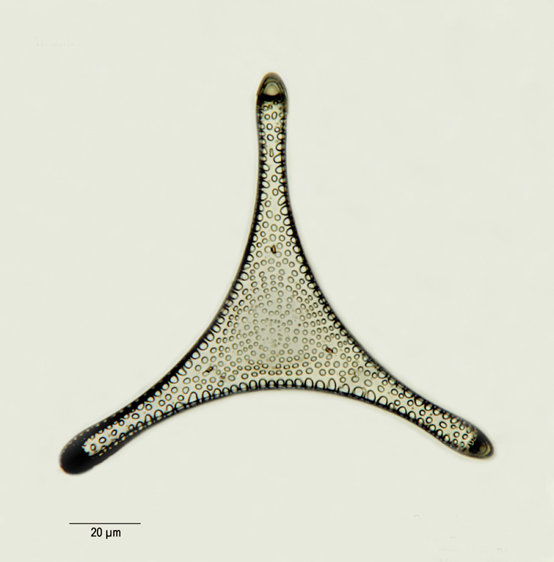 Trinacria excavata #14353