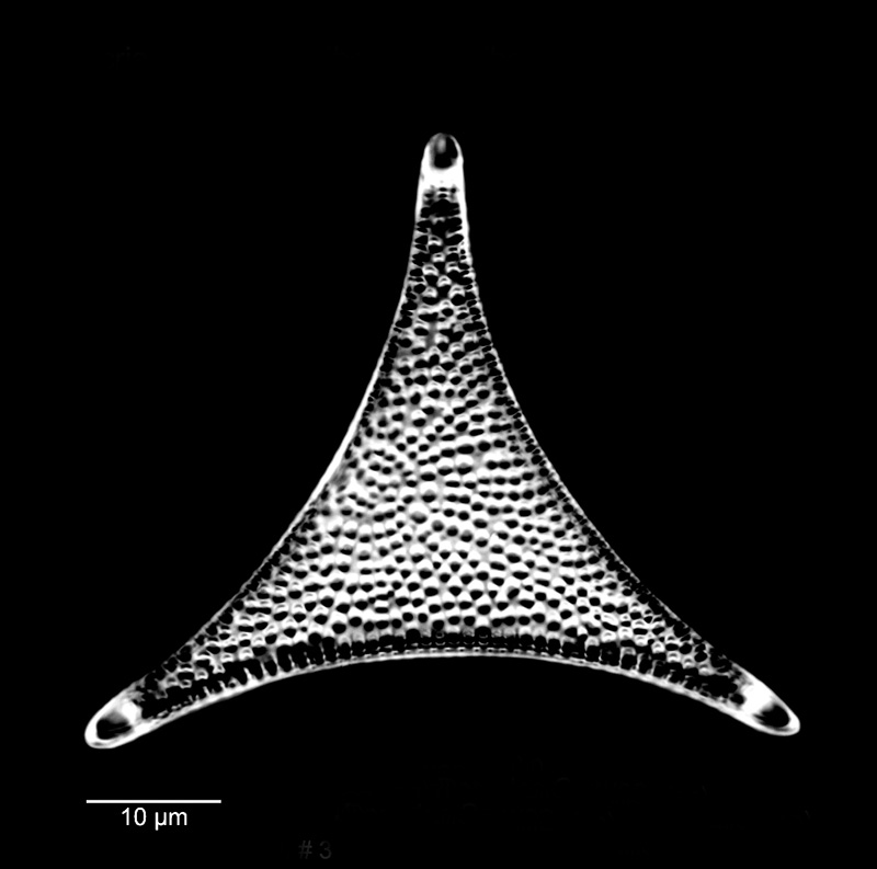 Trinacria excavata #80150
