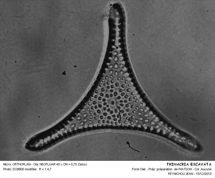 Trinacria excavata Heiberg #19677
