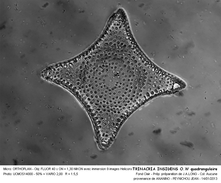 TRINACRIA INSIPIENS QW #31482