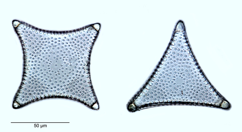 Trinacria insipiens #52005