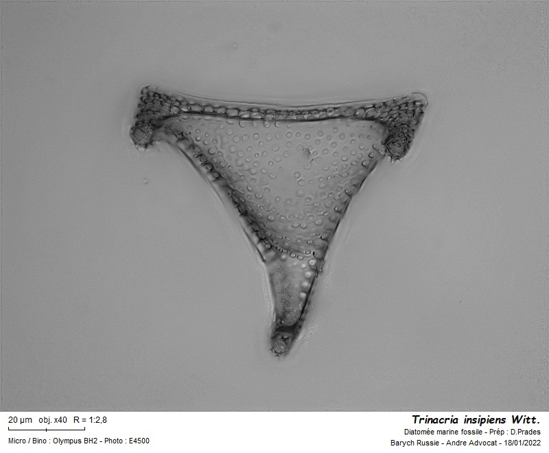 Trinacria insipiens Witt. #69114