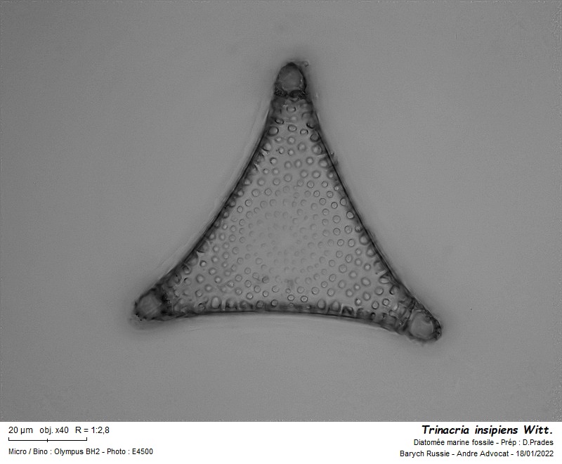Trinacria insipiens Witt. #69113