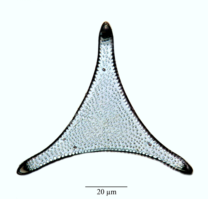 Trinacria lingulata #64576