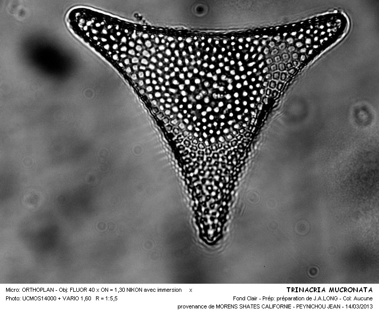 TRINACRIA MUCRONATA #30155