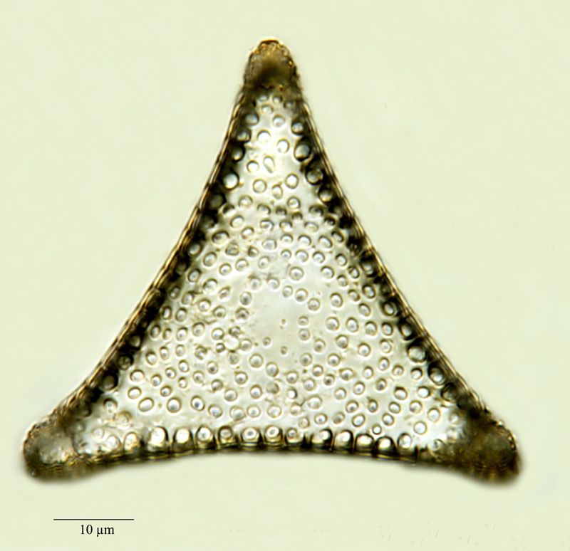 Trinacria pileolus (Ehr.) Grunow #24347