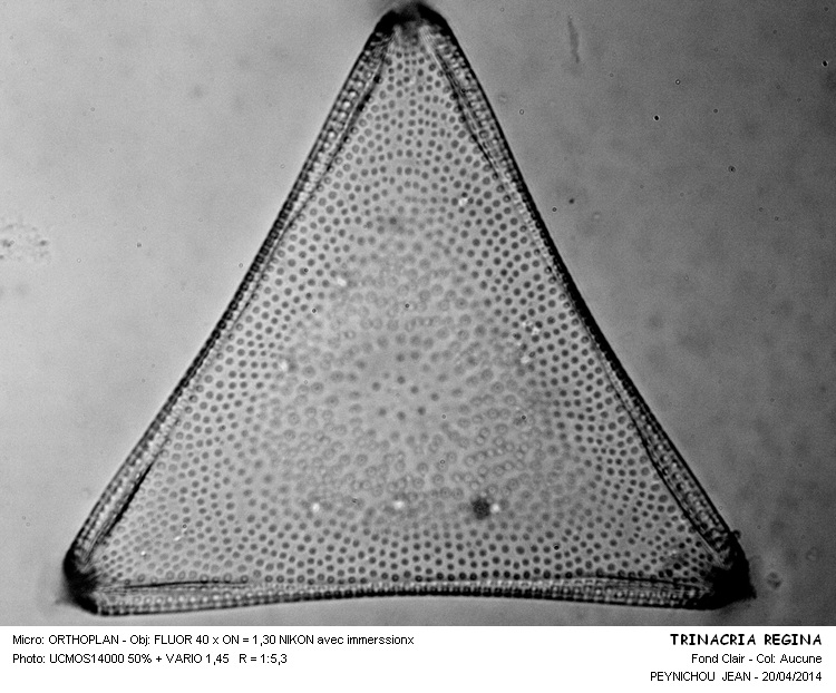 TRINACRIA REGINA #37251