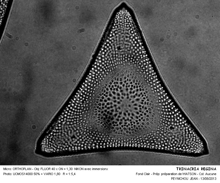 TRINACRIA REGINA #33294