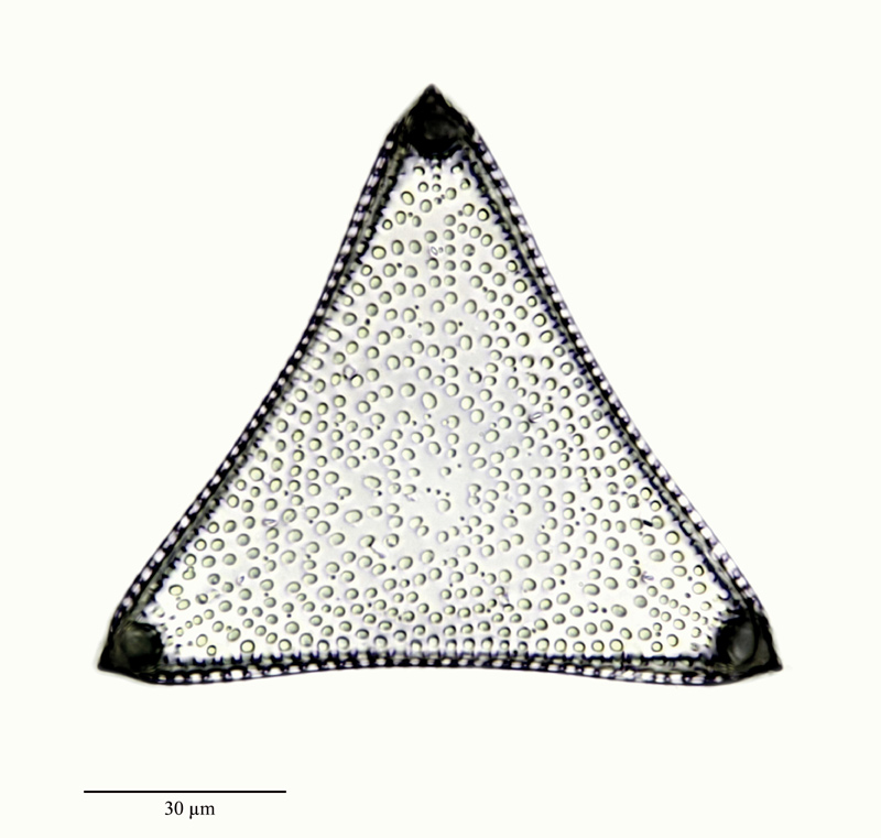 Trinacria regina Heiberg 1863 #23514