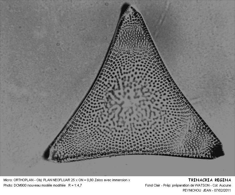 Trinacria regina Heiberg #20513