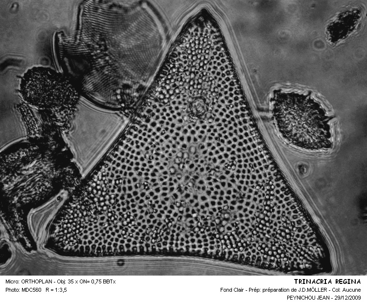 Trinacria regina Heiberg #13906
