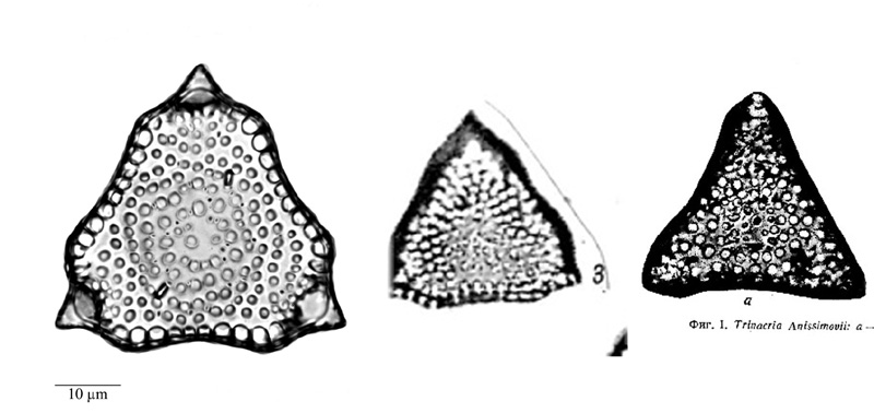 Trinacria regina #69292