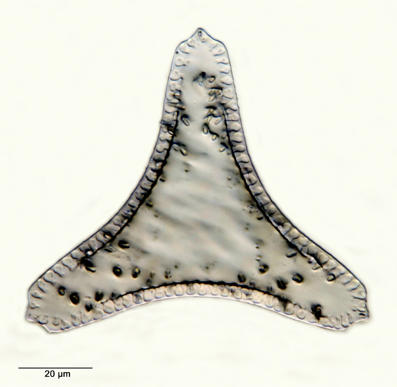 Trinacria simulacroides Pantocsek #29863