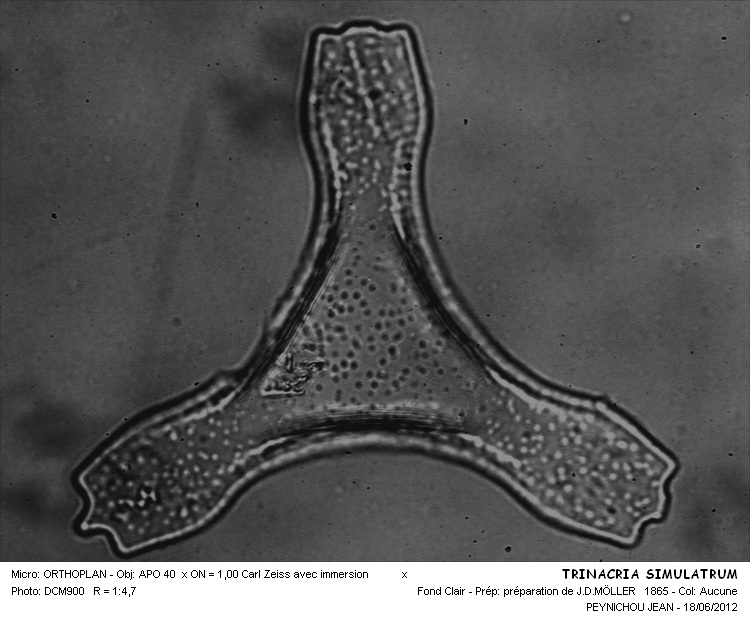 TRINACRIA SIMULACRUM #31430