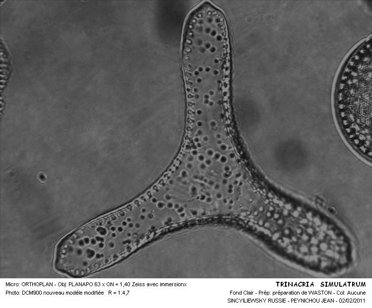 TRINACRIA SIMULACRUM #31428
