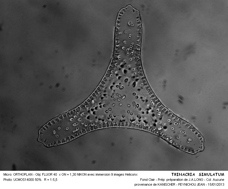TRINACRIA SIMULACRUM #31431