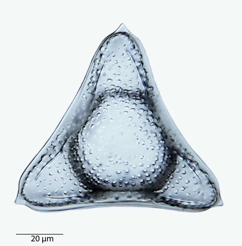 Trinacria ventricosa #40739