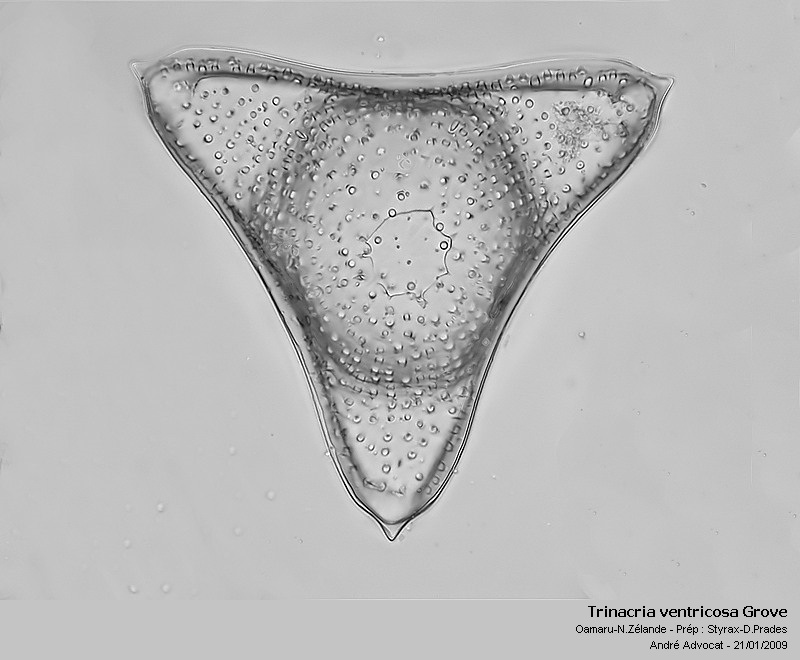 Trinacria ventricosa Grove #40994