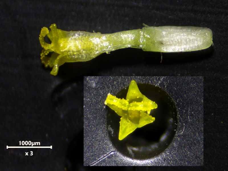 Tripleurospermum inodorum (L.) Sch.Bip. (1844) #79159