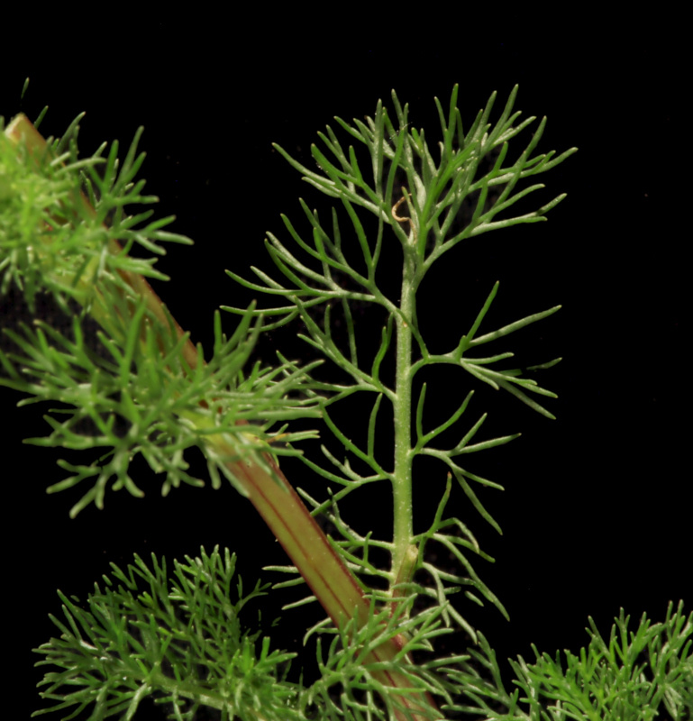 Tripleurospermum inodorum (L.) Sch.Bip. (1844) #79149