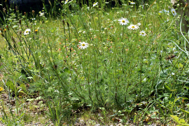 Tripleurospermum inodorum (L.) Sch.Bip. (1844) #79146