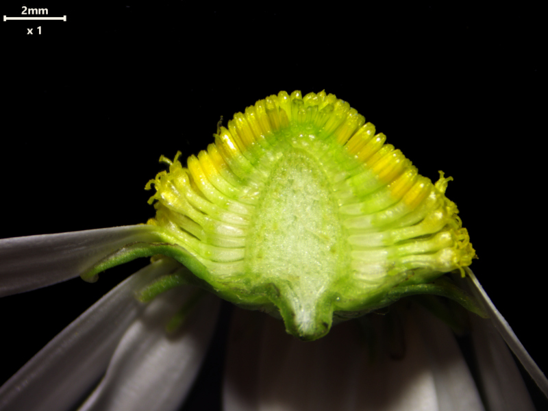Tripleurospermum inodorum (L.) Sch.Bip. (1844) #79154