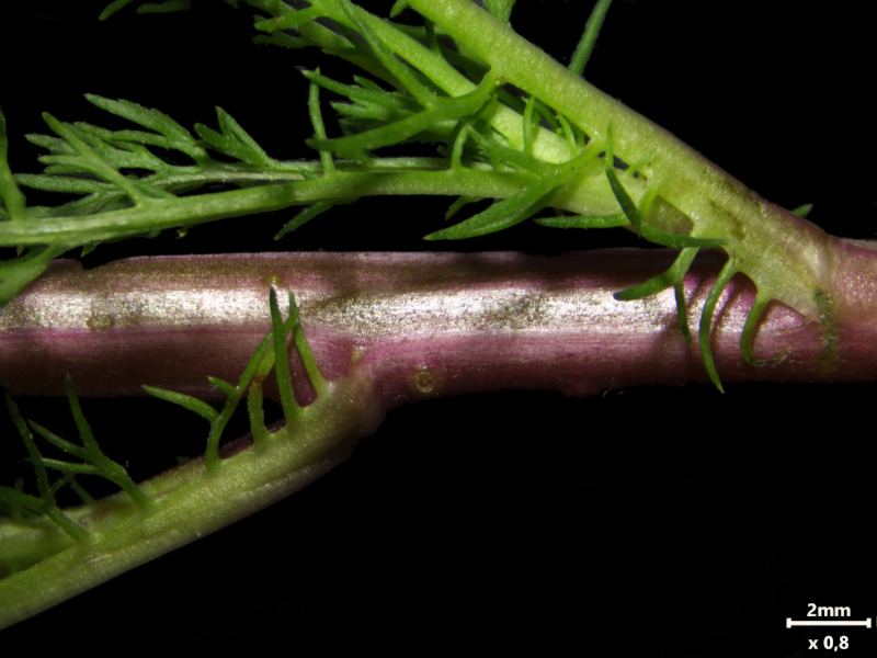 Tripleurospermum inodorum (L.) Sch.Bip. (1844) #79152