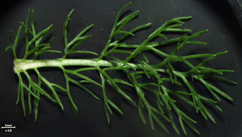 Tripleurospermum inodorum (L.) Sch.Bip. (1844) #79148