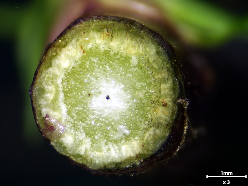 Tripleurospermum inodorum (L.) Sch.Bip. (1844) #79150