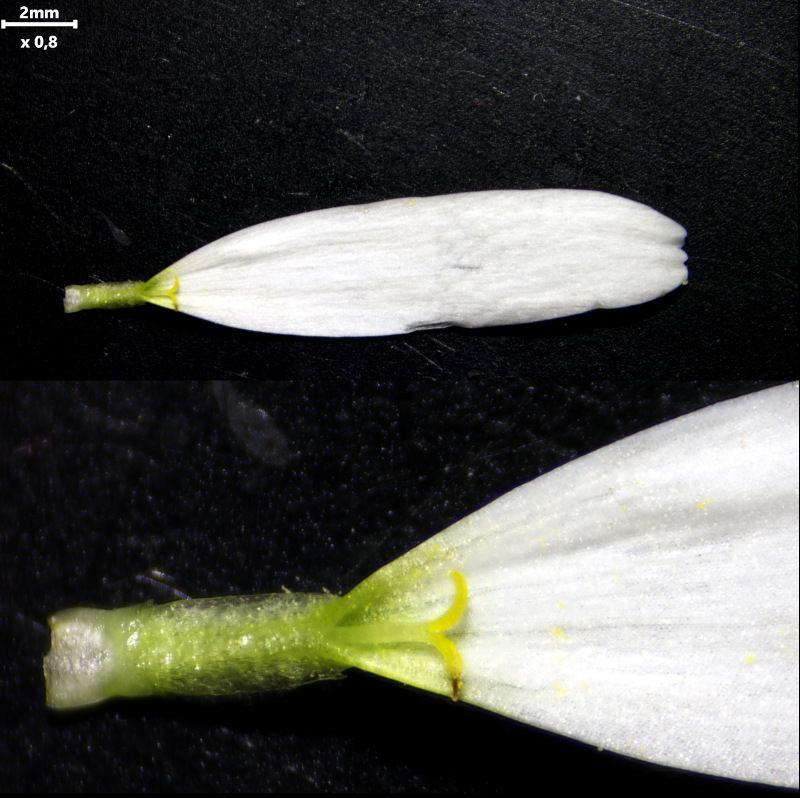 Tripleurospermum inodorum (L.) Sch.Bip. (1844) #79158