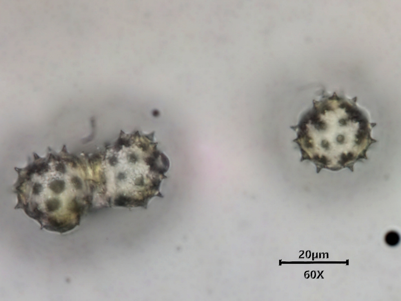 Tripleurospermum inodorum #79143