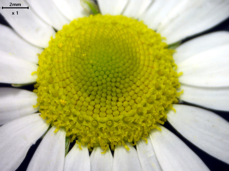Tripleurospermum inodorum (L.) Sch.Bip. (1844) #79156