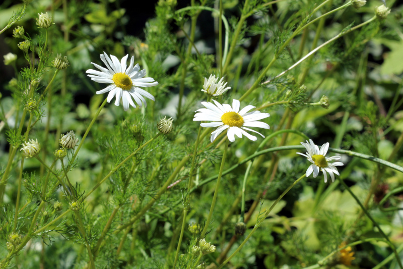 Tripleurospermum inodorum (L.) Sch.Bip. (1844) #79147