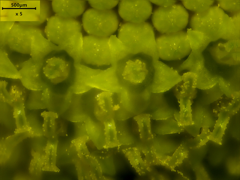 Tripleurospermum inodorum (L.) Sch.Bip. (1844) #79157