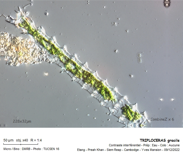 TRIPLOCERAS gracile #73044
