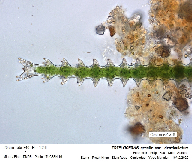 TRIPLOCERAS gracile #73046