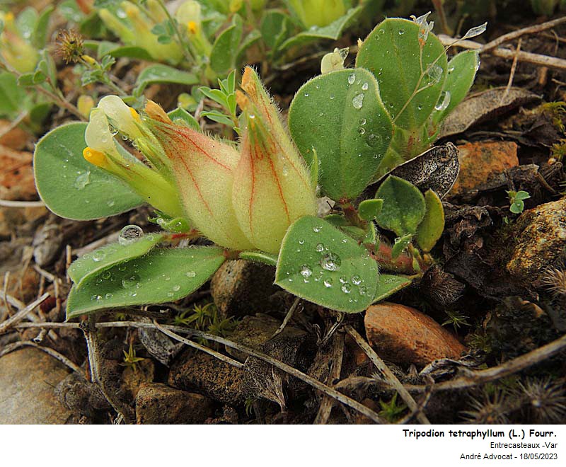 Tripodion tetraphyllum ( L.)Fourr. #74759