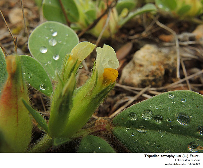 Tripodion tetraphyllum ( L.)Fourr. #74758