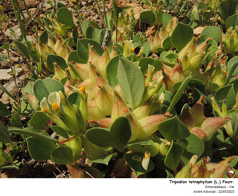 Tripodion tetraphyllum ( L.)Fourr. #74757